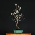 BONSAI AMELANCHIER 1-9