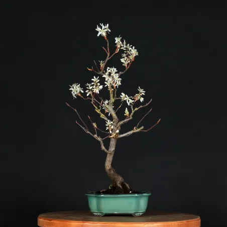 image supplémentaire - BONSAI AMÉLANCHIER 1-9