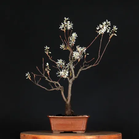 image supplémentaire - BONSAI SERVICEBERRY 1-10
