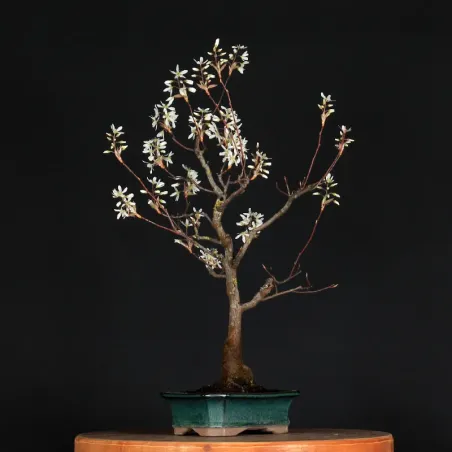 image supplémentaire - BONSAI SERVICEBERRY 1-11