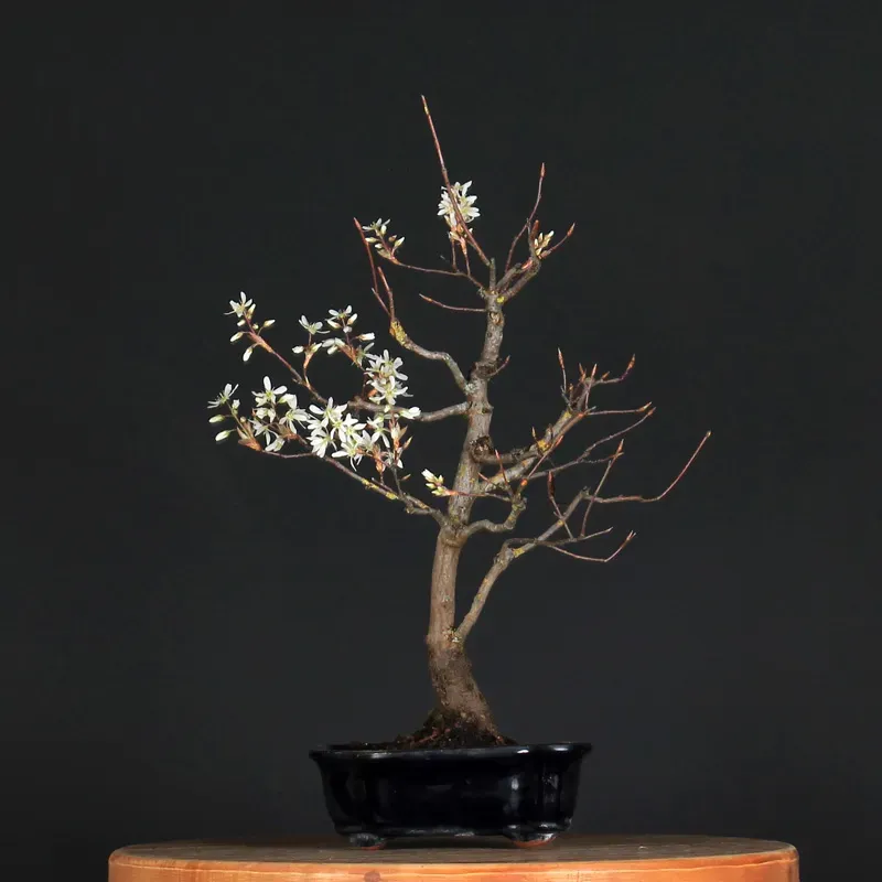 BONSAI AMELANCHIER 1-12