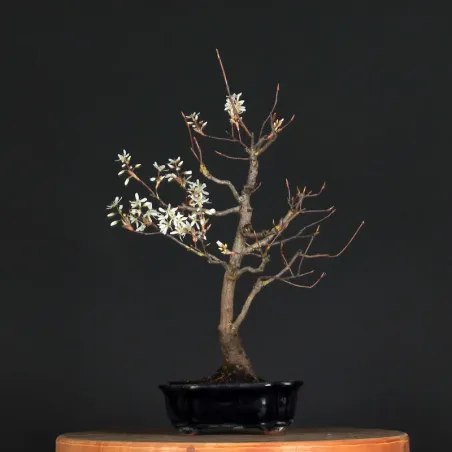 image supplémentaire - BONSAI SERVICEBERRY 1-12