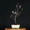 BONSAI AMELANCHIER 1-13
