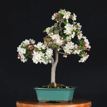 POMMIER "MALUS EVERESTE" 1-3