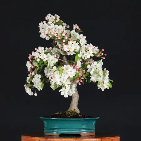 image supplémentaire - POMMIER "MALUS EVERESTE" 1-5