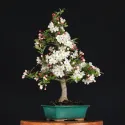 POMMIER "MALUS EVERESTE" 1-6