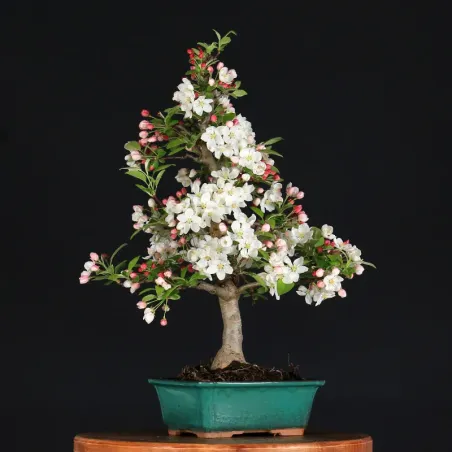 image supplémentaire - POMMIER "MALUS EVERESTE" 1-6
