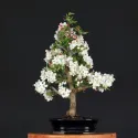 POMMIER "MALUS EVERESTE" 1-8