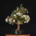 POMMIER "MALUS EVERESTE" 1-9