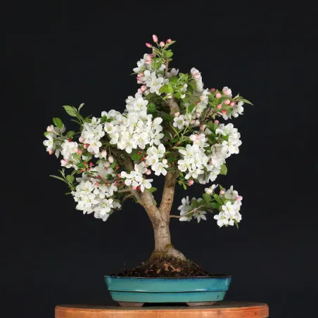 image supplémentaire - BONSAI APPLE TREE "MALUS...