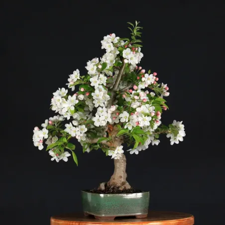 POMMIER "MALUS EVERESTE" 1-11