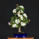 POMMIER "MALUS EVERESTE" 1-13 