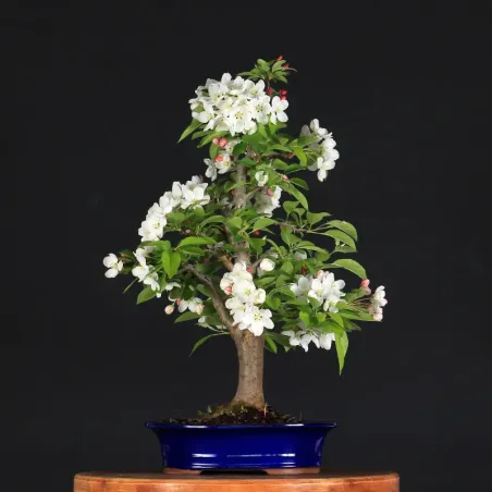 image supplémentaire - BONSAI APPLE TREE "MALUS...