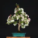 POMMIER "MALUS EVERESTE" 1-14