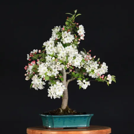image supplémentaire - BONSAI APPLE TREE "MALUS...