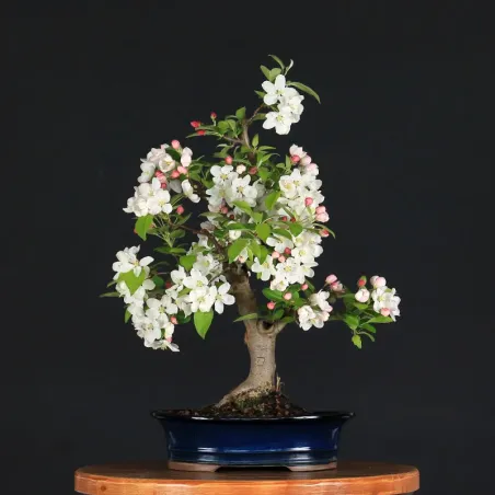 image supplémentaire - Bonsai apple tree "malus...