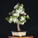 POMMIER "MALUS EVERESTE" 2-2