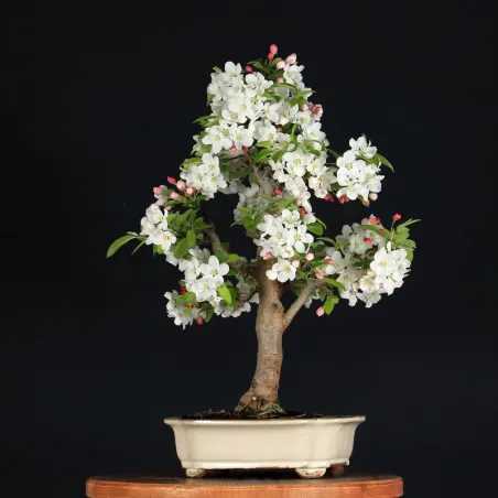 image supplémentaire - BONSAI APPLE TREE "MALUS...
