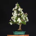 POMMIER "MALUS EVERESTE" 2-4