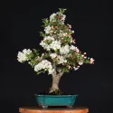 POMMIER "MALUS EVERESTE" 2-7