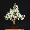 POMMIER "MALUS EVERESTE" 2-8
