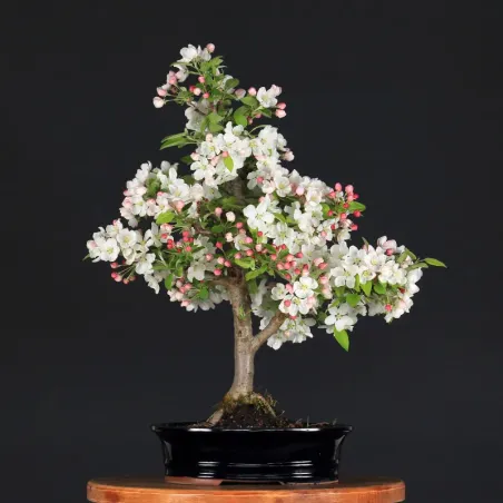 image supplémentaire - Bonsai apple tree "malus...