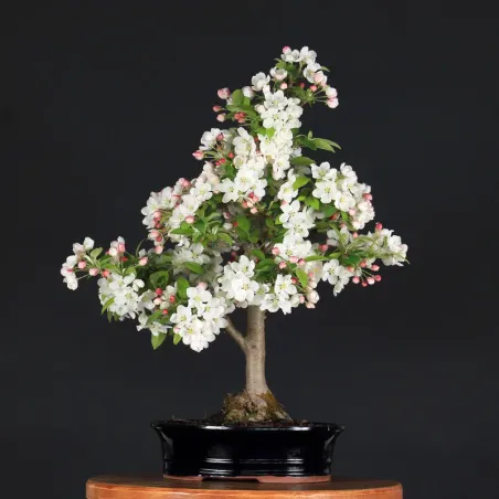 POMMIER "MALUS EVERESTE" 2-12