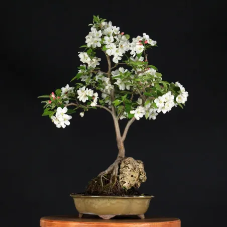 image supplémentaire - Bonsai apple tree "malus...