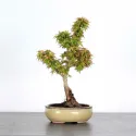 ÉRABLE DU JAPON "ACER PALMATUM KOTO HIMÉ" 1-2