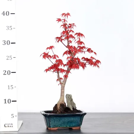 image supplémentaire - ÉRABLE "ACER DESHOJO" 1-1