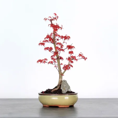 Bonsai Acer Deshojo AD-1-6
