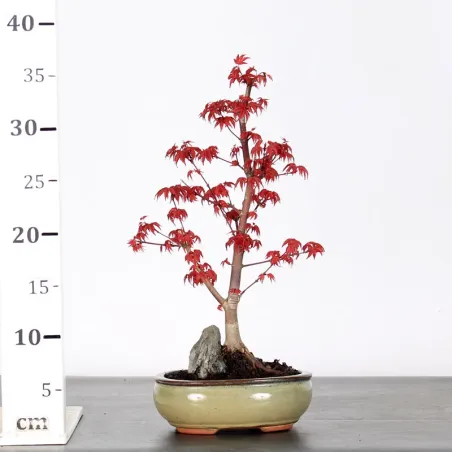 image supplémentaire - ÉRABLE "ACER DESHOJO" 1-6