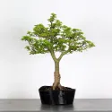 Érable "ACER SHISHIGASHIRA" 1-11