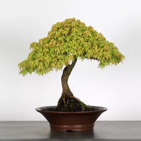 Kiyohime Maple Bonsai AK-1-3