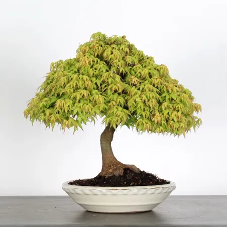 Bonsai Erable Kiyohime AK-1-4