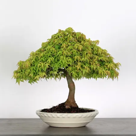 image supplémentaire - Érable "ACER KIYOHIME" 1-4