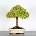 Érable "ACER KIYOHIME" 1-7
