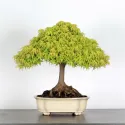 Érable "ACER KIYOHIME" 1-9