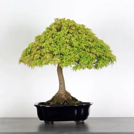 Bonsai Erable Kiyohime AK-1-10