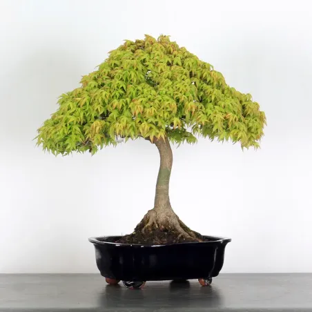 image supplémentaire - Érable "ACER KIYOHIME"1-10