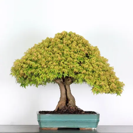 Bonsai Erable Kiyohime AK-1-11