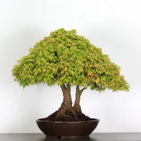 Bonsai Erable Kiyohime AK-1-12