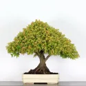 Érable "ACER KIYOHIME" 1-13