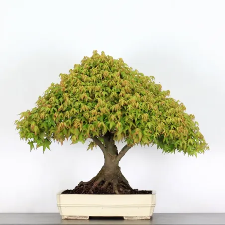 Bonsai Erable Kiyohime AK-1-13