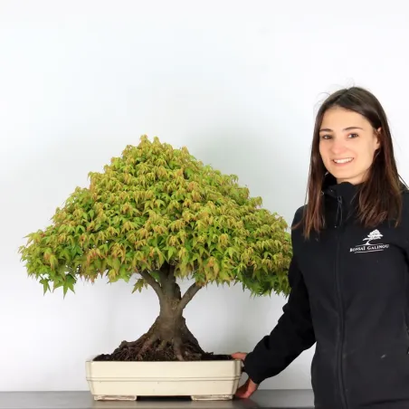 image supplémentaire - Érable "ACER KIYOHIME" 1-13