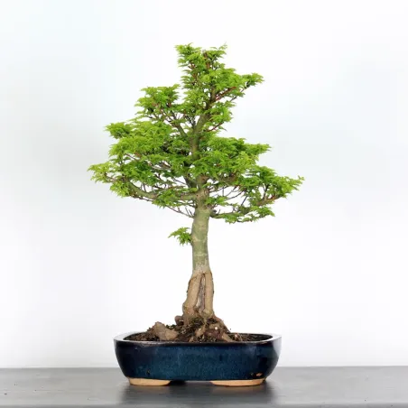 Érable "ACER SHISHIGASHIRA" 1-8
