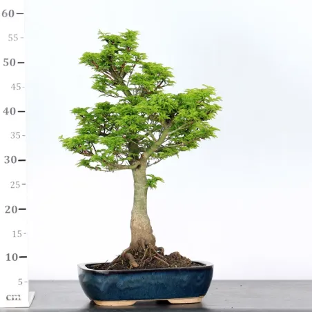 image supplémentaire - Érable "ACER SHISHIGASHIRA"...