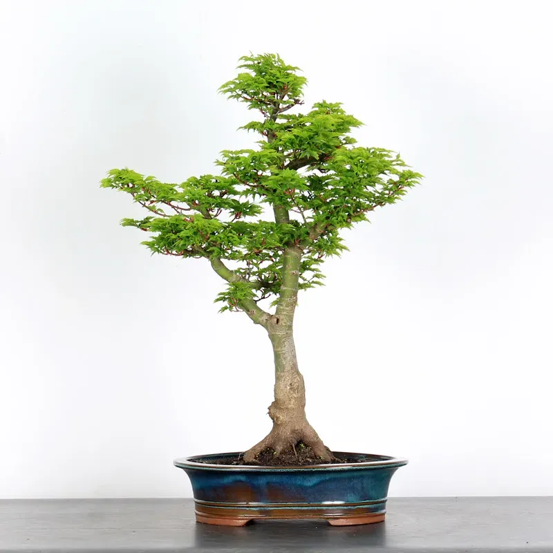 Érable "ACER SHISHIGASHIRA" 1-9
