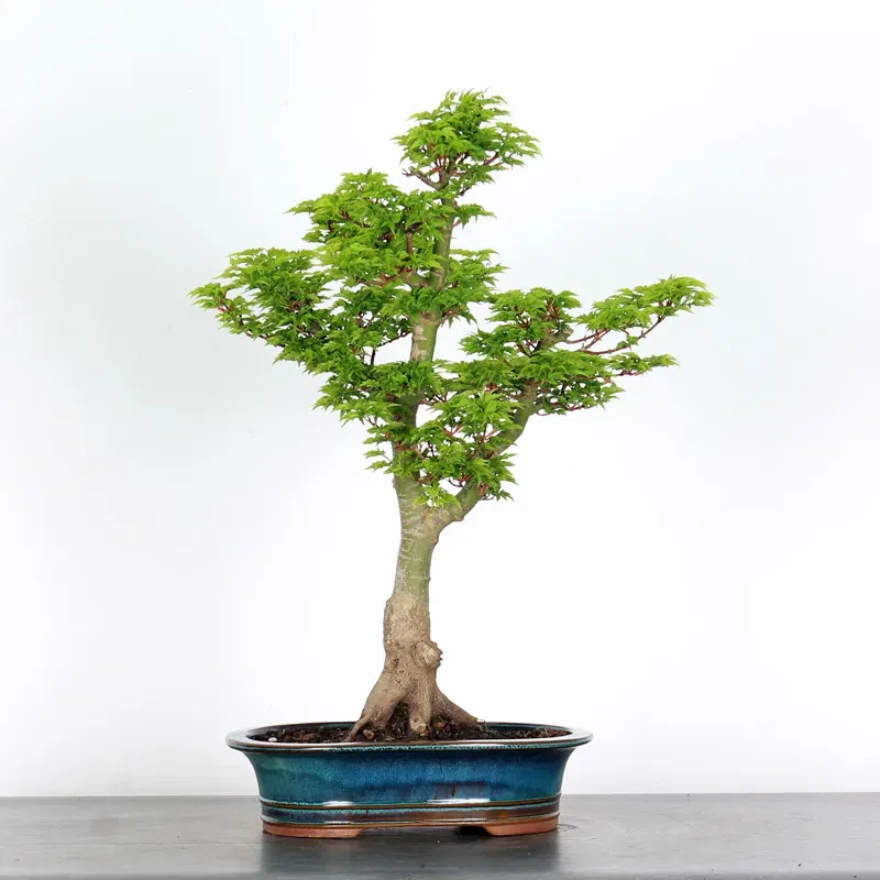 image supplémentaire - Érable "ACER SHISHIGASHIRA"...