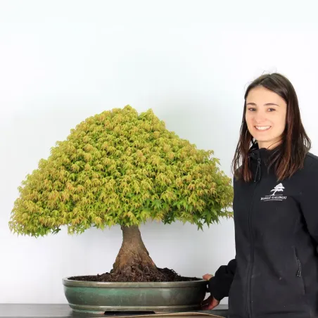 image supplémentaire - Érable "ACER KIYOHIME" 1-14
